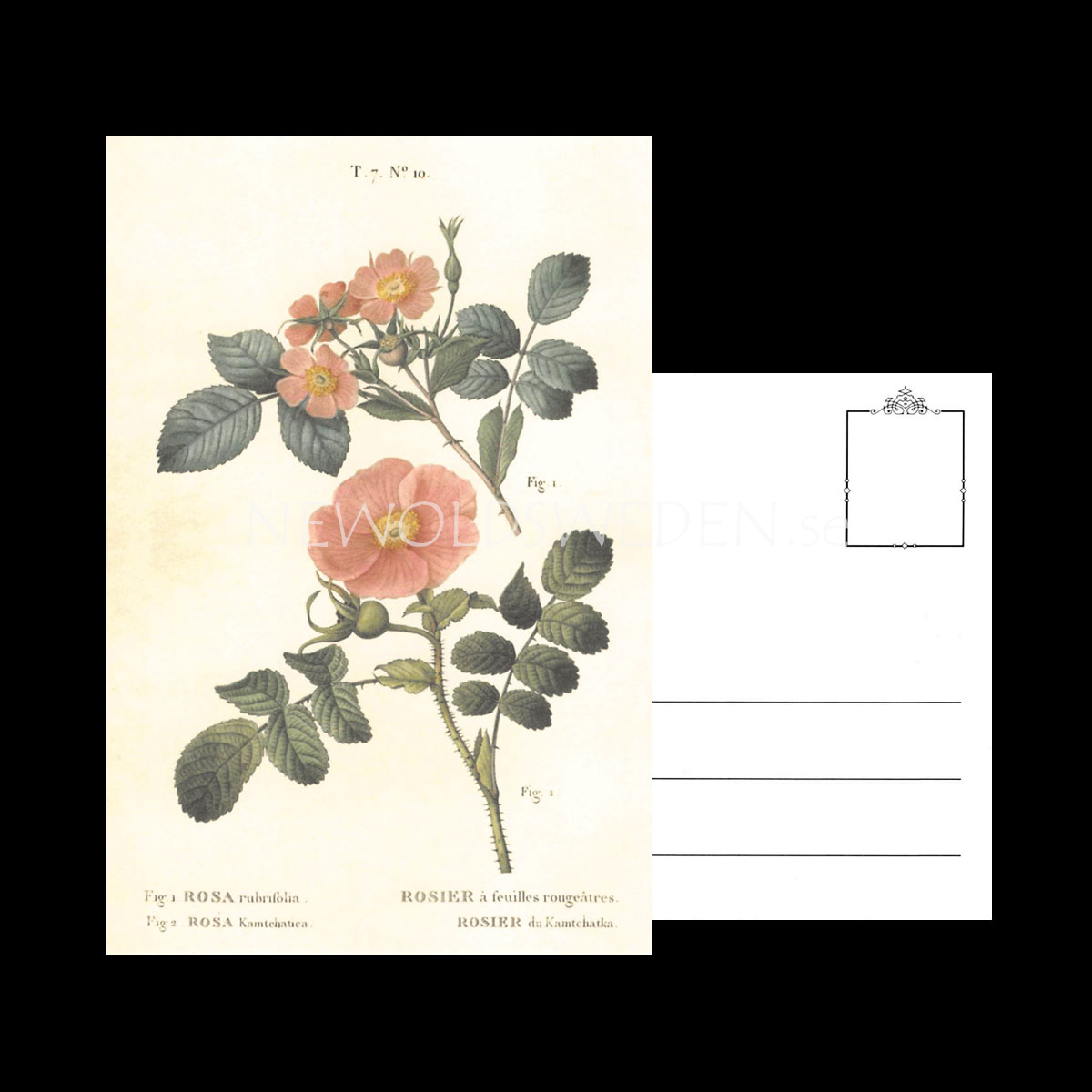 ROSA Vintage Vykort Nr: 144 - 10 x 15 cm - 429 - 3