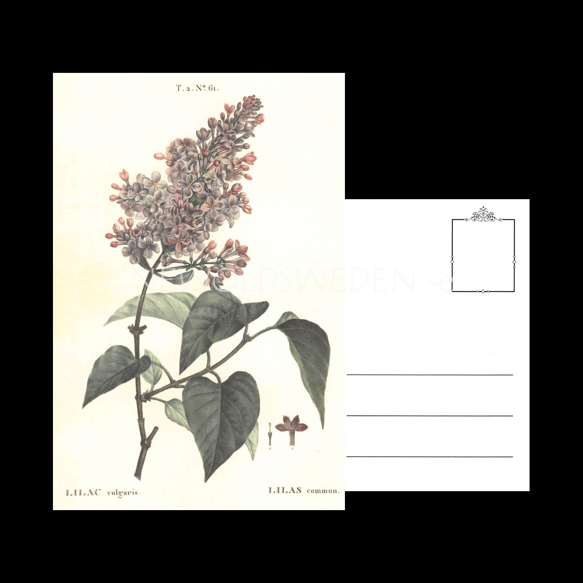 LILAC Vulgaris Vintage Vykort Nr: 142 - 10 x 15 cm - 429 - 3