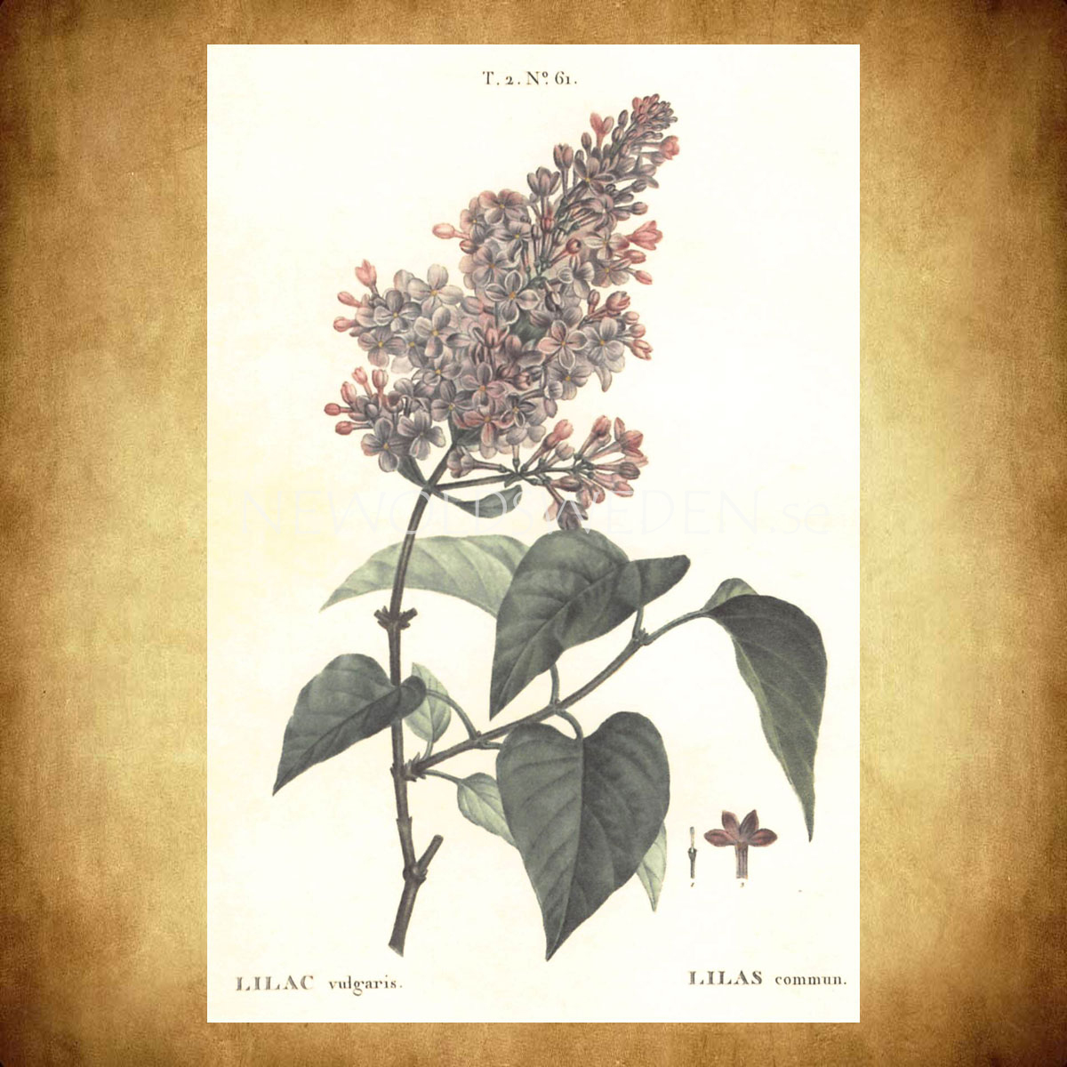 LILAC Vulgaris Vintage Vykort Nr: 142 - 10 x 15 cm - 429 - 2