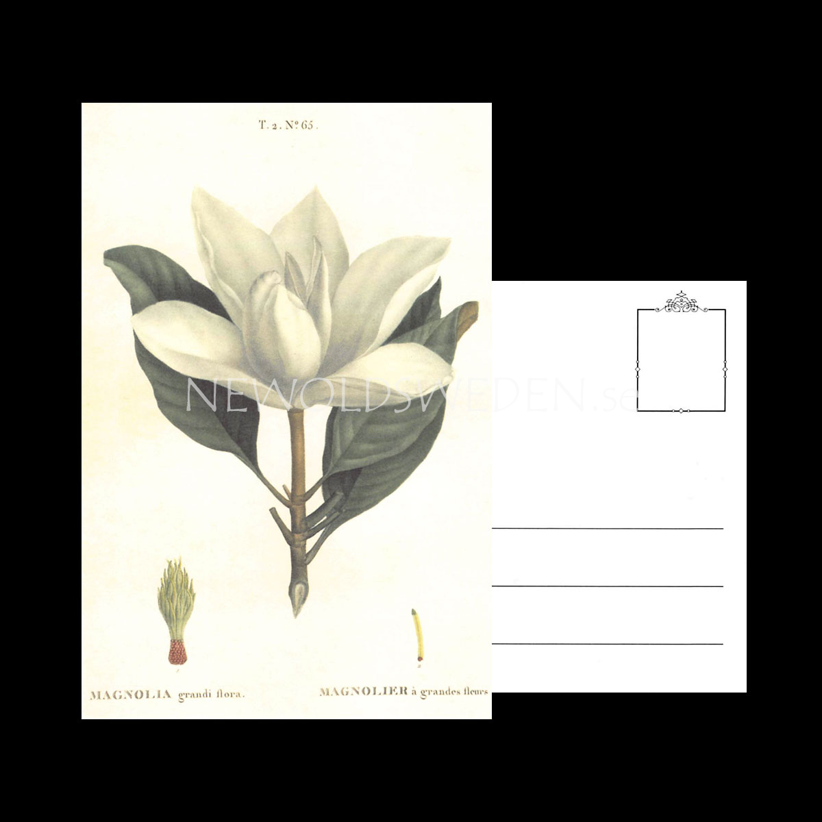 MAGNOLIA Vintage Vykort Nr: 141 - 10 x 15 cm - 429 - 3