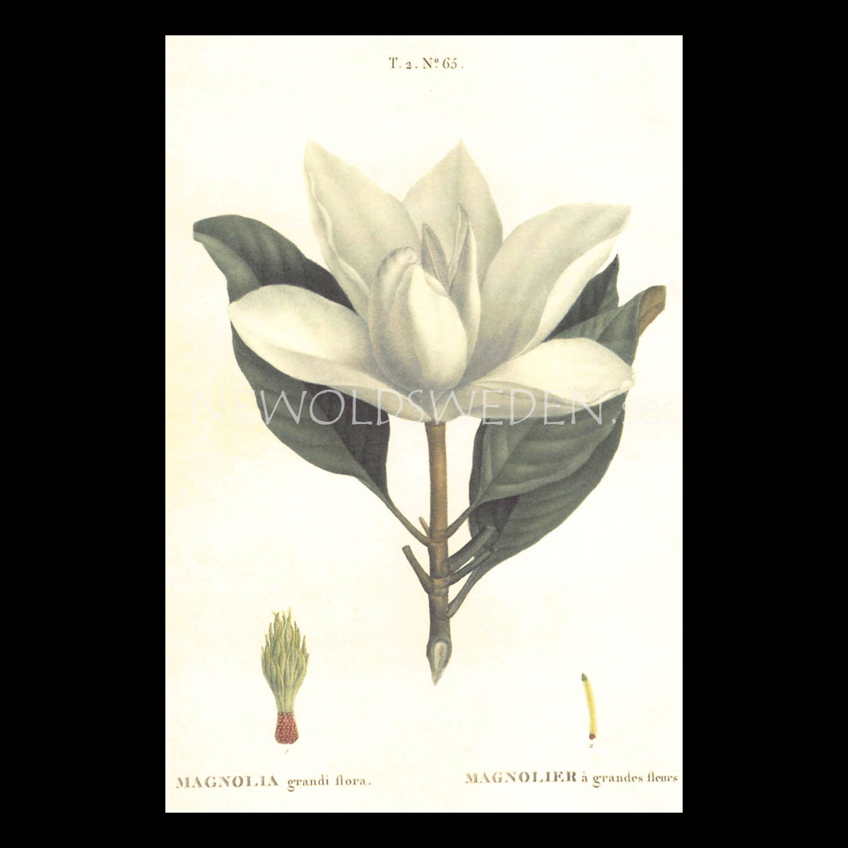 MAGNOLIA Vintage Vykort Nr: 141 - 10 x 15 cm - 429