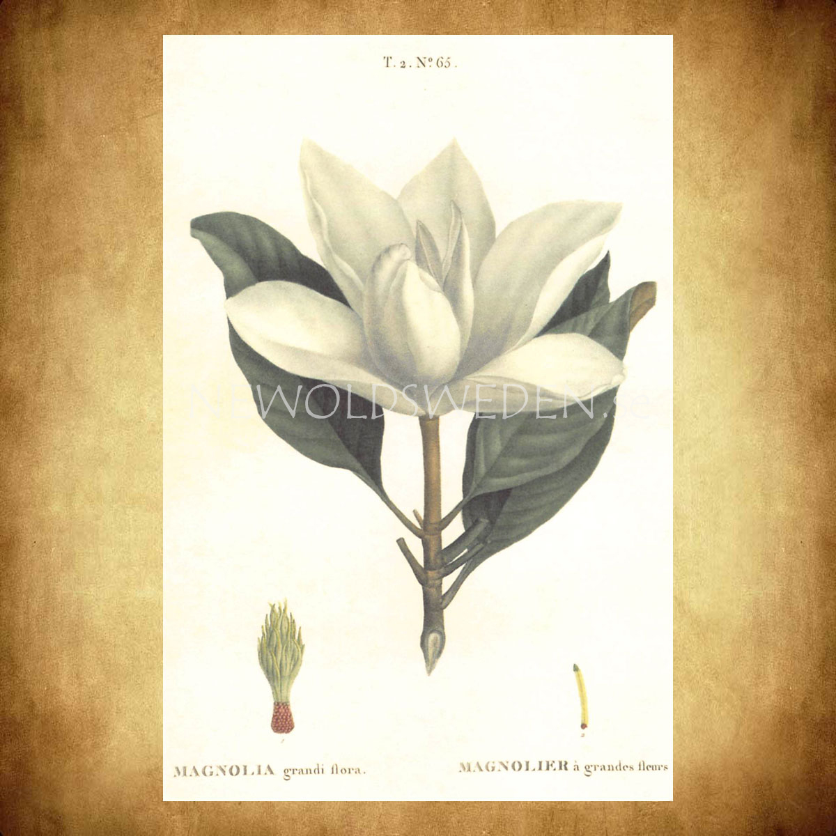 MAGNOLIA Vintage Vykort Nr: 141 - 10 x 15 cm - 429 - 2