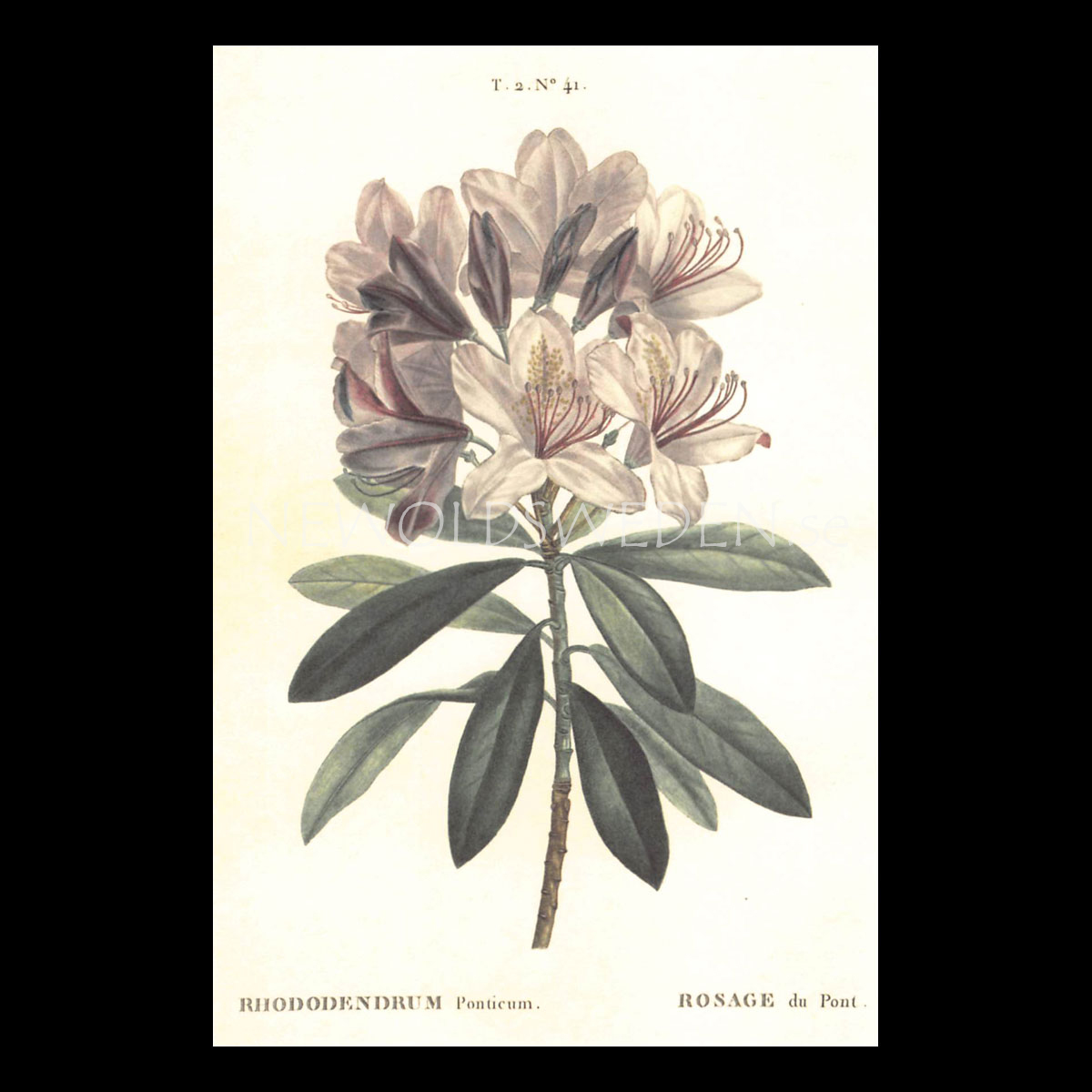 RHODODENDRUM Vintage Vykort Nr: 140 - 10 x 15 cm - 429