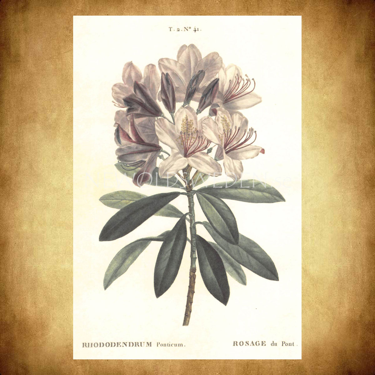 RHODODENDRUM Vintage Vykort Nr: 140 - 10 x 15 cm - 429 - 2