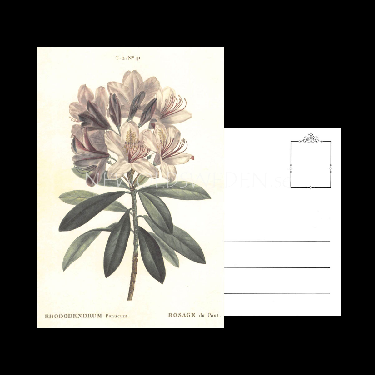 RHODODENDRUM Vintage Vykort Nr: 140 - 10 x 15 cm - 429 - 3