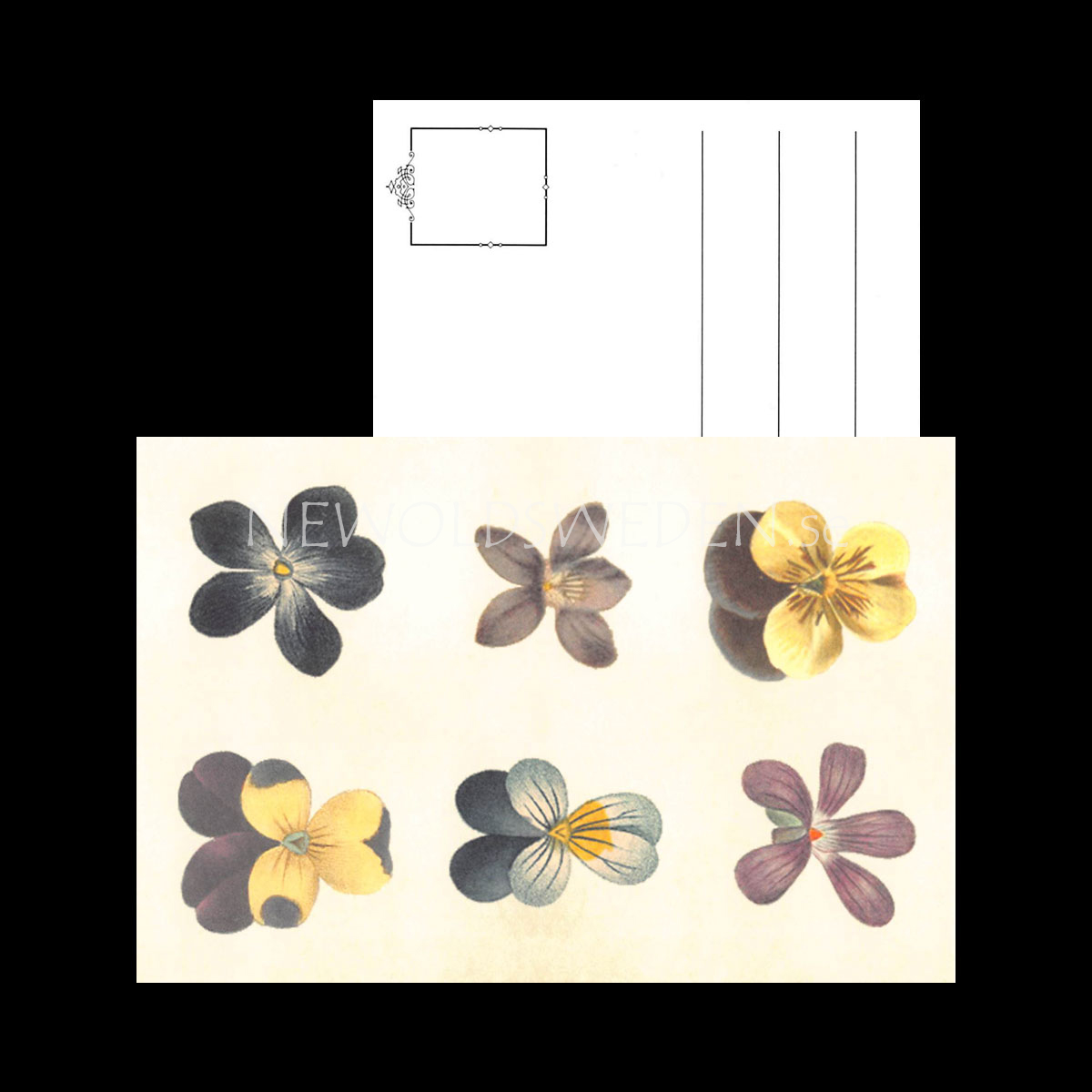 VIOLETTES Vintage Vykort Nr: 135 - 10 x 15 cm - 429 - 3
