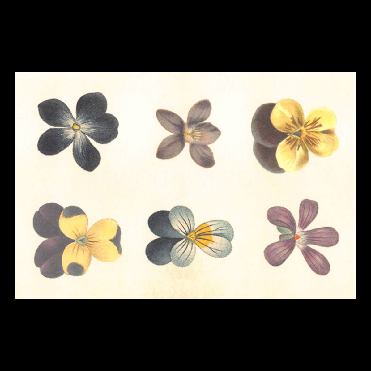 VIOLETTES Vintage Vykort Nr: 135 - 10 x 15 cm - 429
