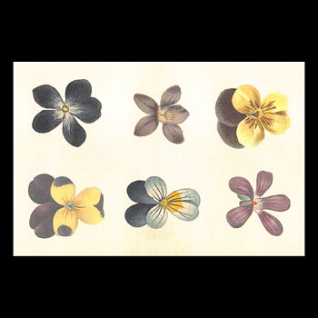 VIOLETTES Vintage Vykort Nr: 135 - 10 x 15 cm - 429
