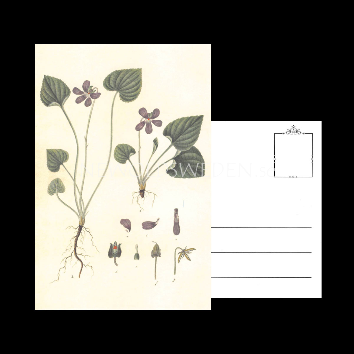 VIOLETTES Vintage Vykort Nr: 133 - 10 x 15 cm - 429 - 3