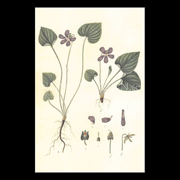 VIOLETTES Vintage Vykort Nr: 133 - 10 x 15 cm - 429
