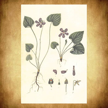 VIOLETTES Vintage Vykort Nr: 133 - 10 x 15 cm - 429