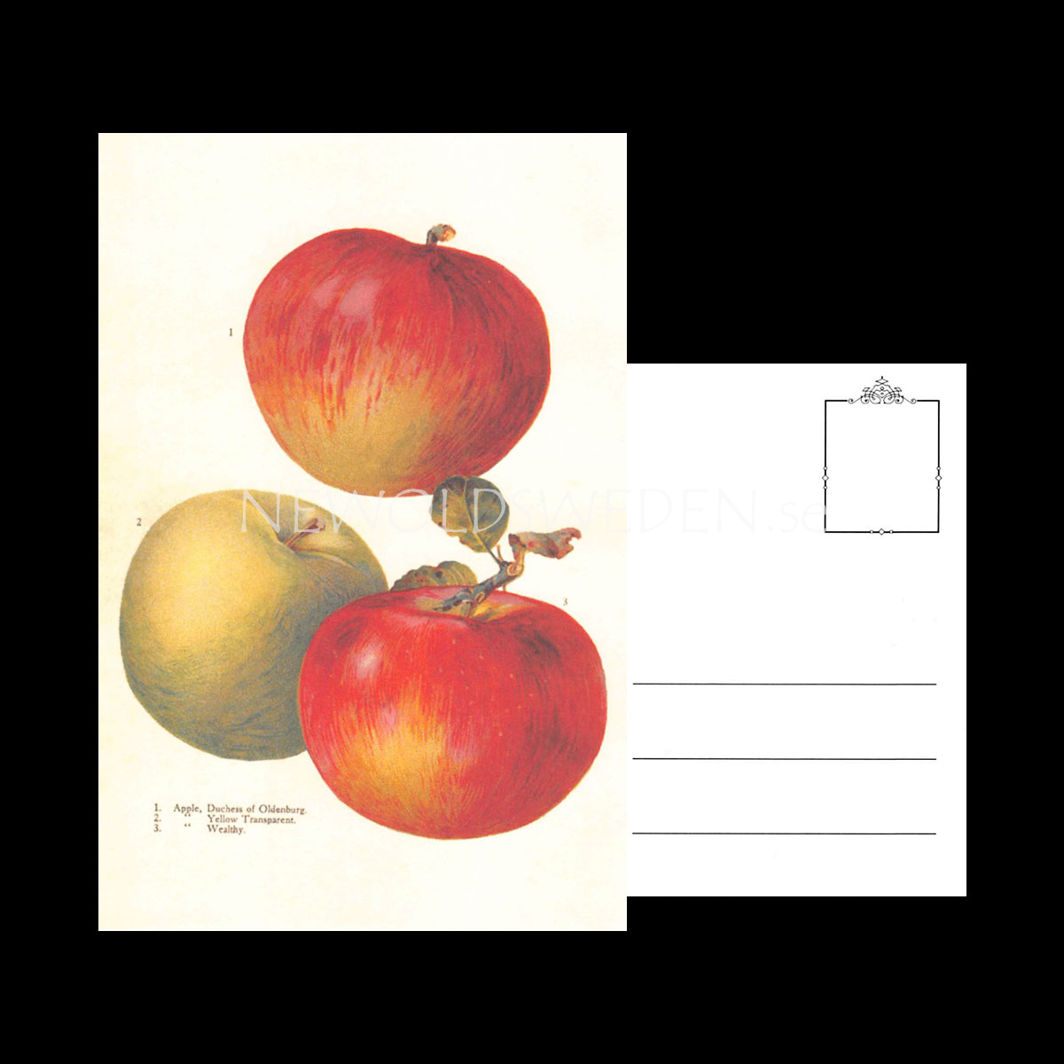 APPLE Vintage Vykort Nr: 162 - 10 x 15 cm - 429 - 3