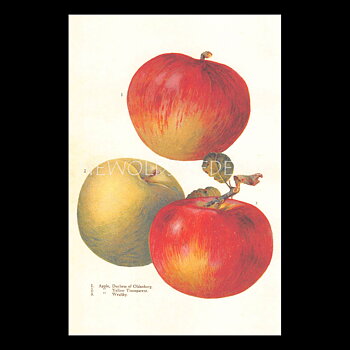 APPLE Vintage Vykort Nr: 162 - 10 x 15 cm - 429