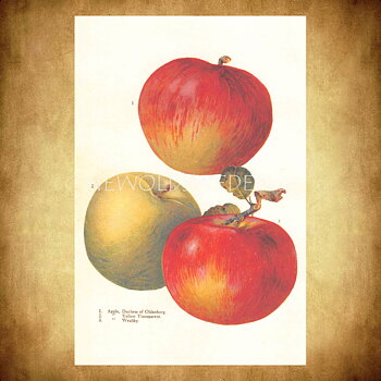 APPLE Vintage Vykort Nr: 162 - 10 x 15 cm - 429