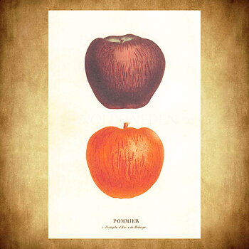 POMMIER Vintage Vykort Nr: 161 - 10 x 15 cm - 429