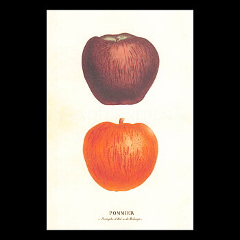 POMMIER Vintage Vykort Nr: 161 - 10 x 15 cm - 429
