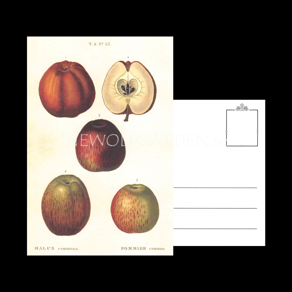 POMMIER Vintage Vykort Nr: 160 - 10 x 15 cm - 429 - 3