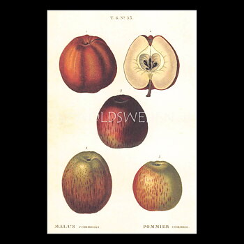 POMMIER Vintage Vykort Nr: 160 - 10 x 15 cm - 429