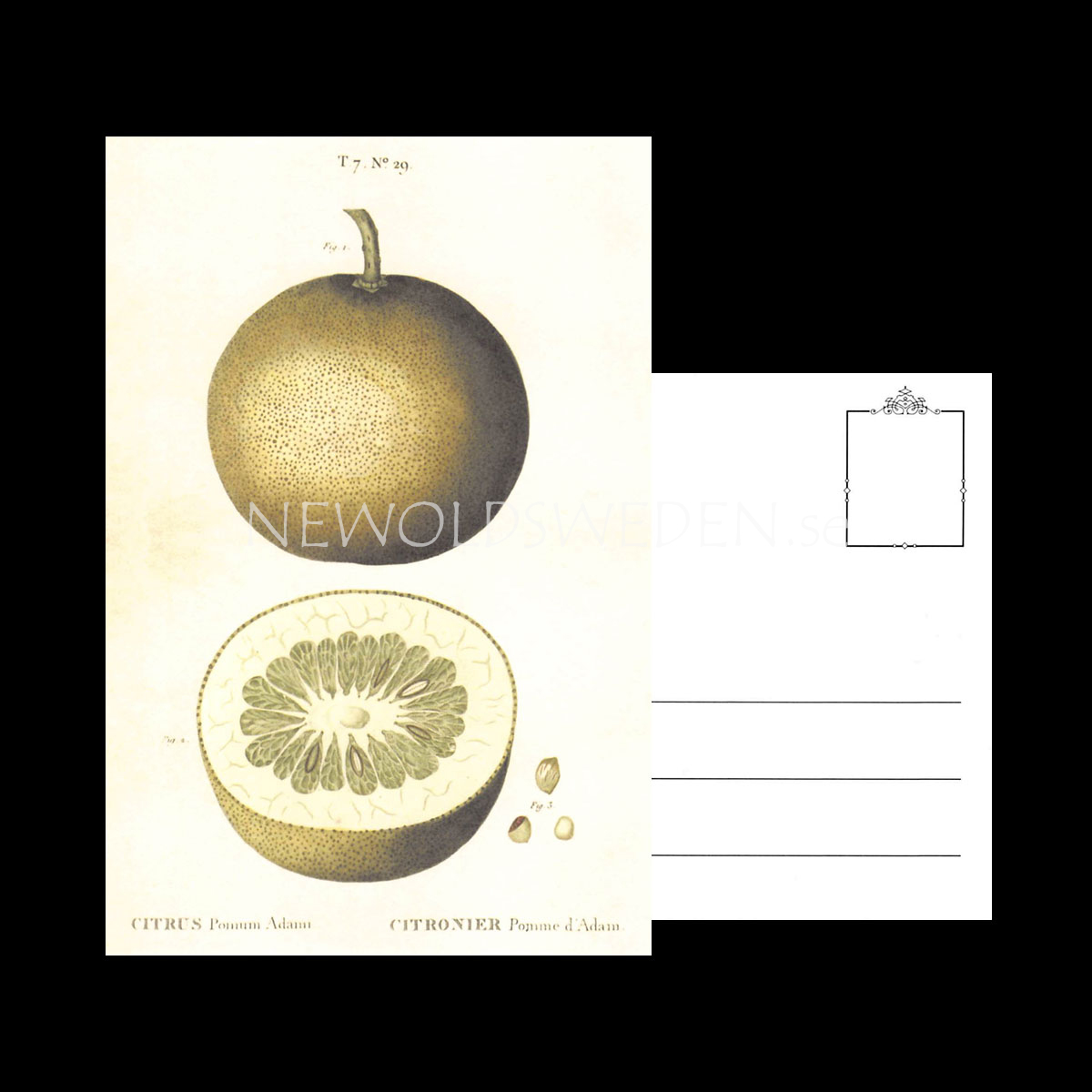 CITRUS Vintage Vykort Nr: 159 - 10 x 15 cm - 429 - 3