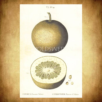 CITRUS Vintage Vykort Nr: 159 - 10 x 15 cm - 429