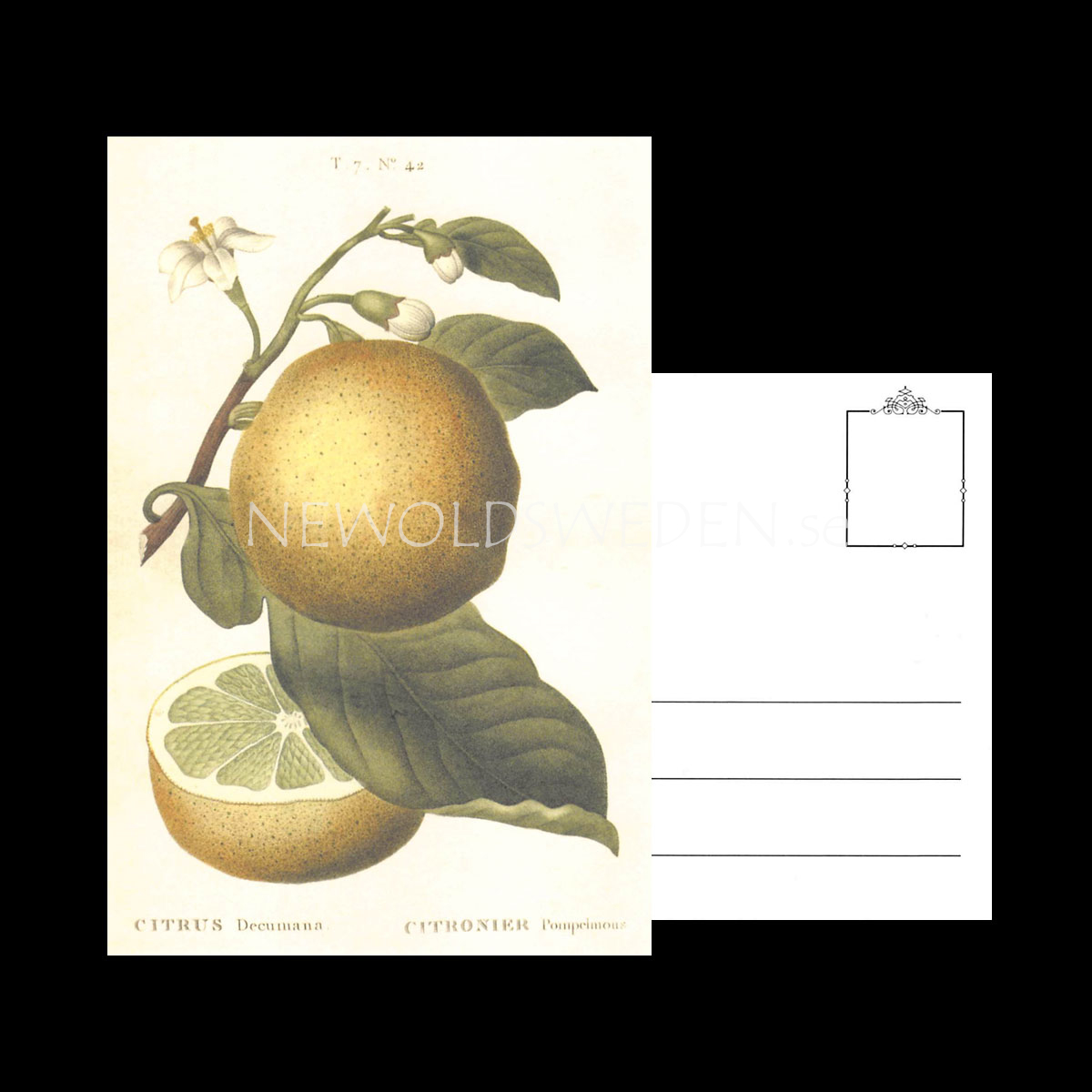 CITRUS Vintage Vykort Nr: 158 - 10 x 15 cm - 429 - 3