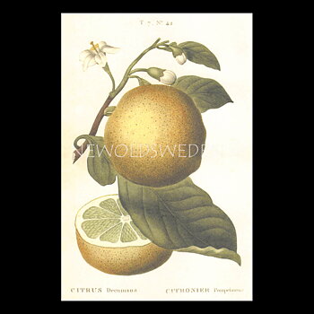 CITRUS Vintage Vykort Nr: 158 - 10 x 15 cm - 429