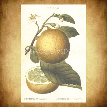 CITRUS Vintage Vykort Nr: 158 - 10 x 15 cm - 429