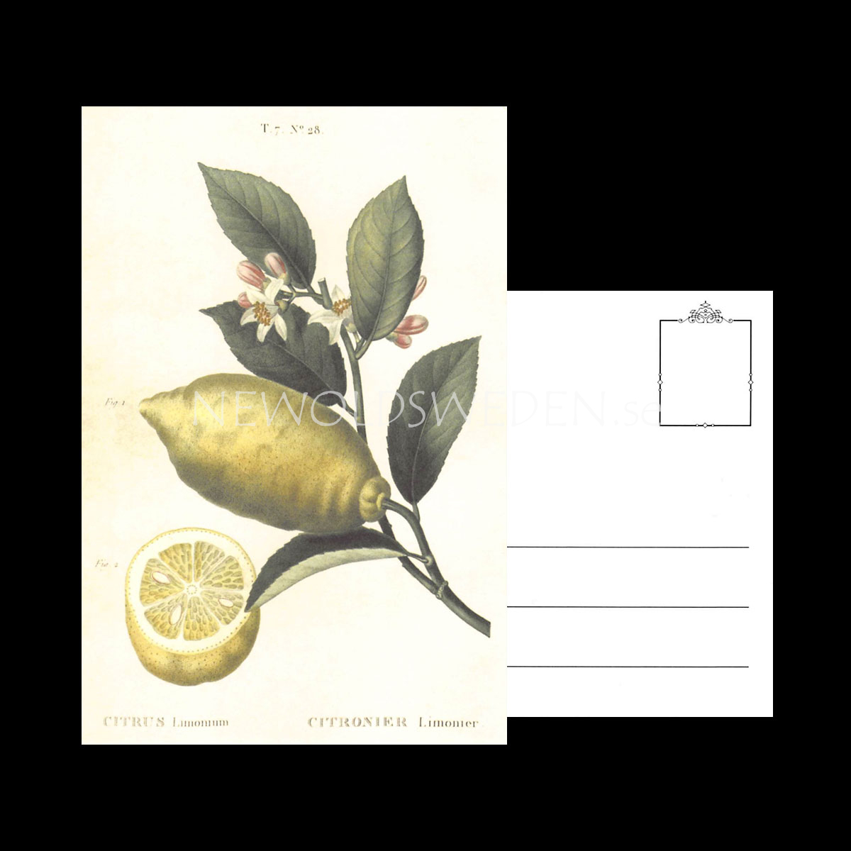 CITRUS Vintage Vykort Nr: 157 - 10 x 15 cm - 429 - 3