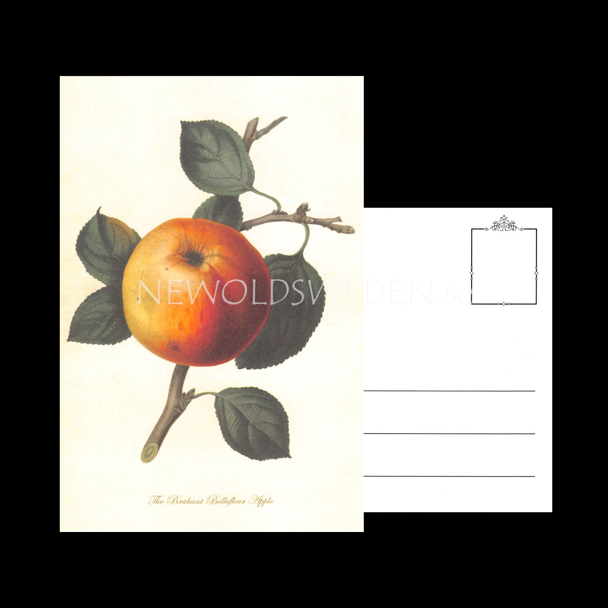APPLE Vintage Vykort Nr: 163 - 10 x 15 cm - 429 - 3