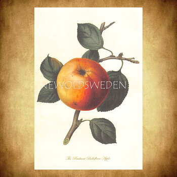 APPLE Vintage Vykort Nr: 163 - 10 x 15 cm - 429