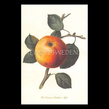 APPLE Vintage Vykort Nr: 163 - 10 x 15 cm - 429