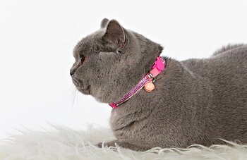Katthalsband strass Rosa vitt