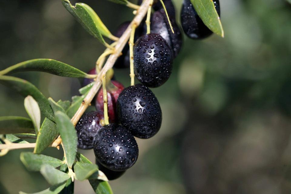 Olivsort Galega