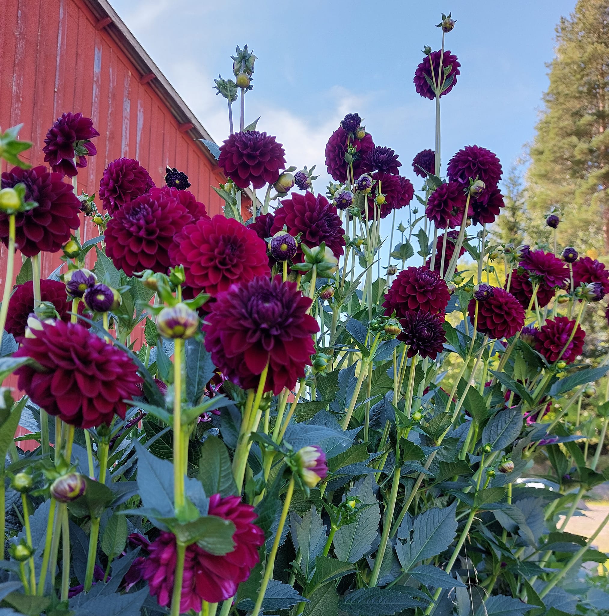 Dahliaodlingar,våra egna