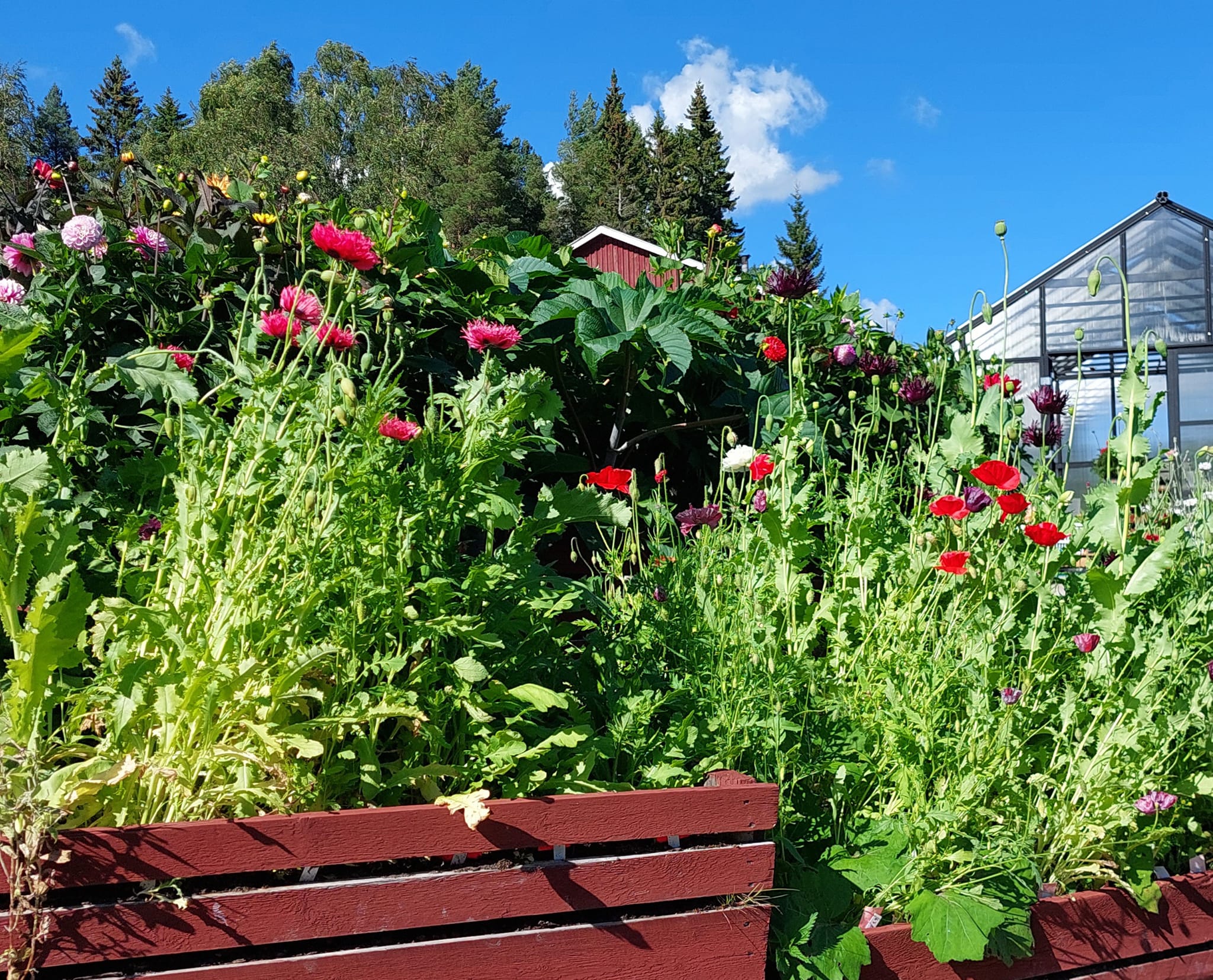 Dahliaodlingar,våra egna - 5