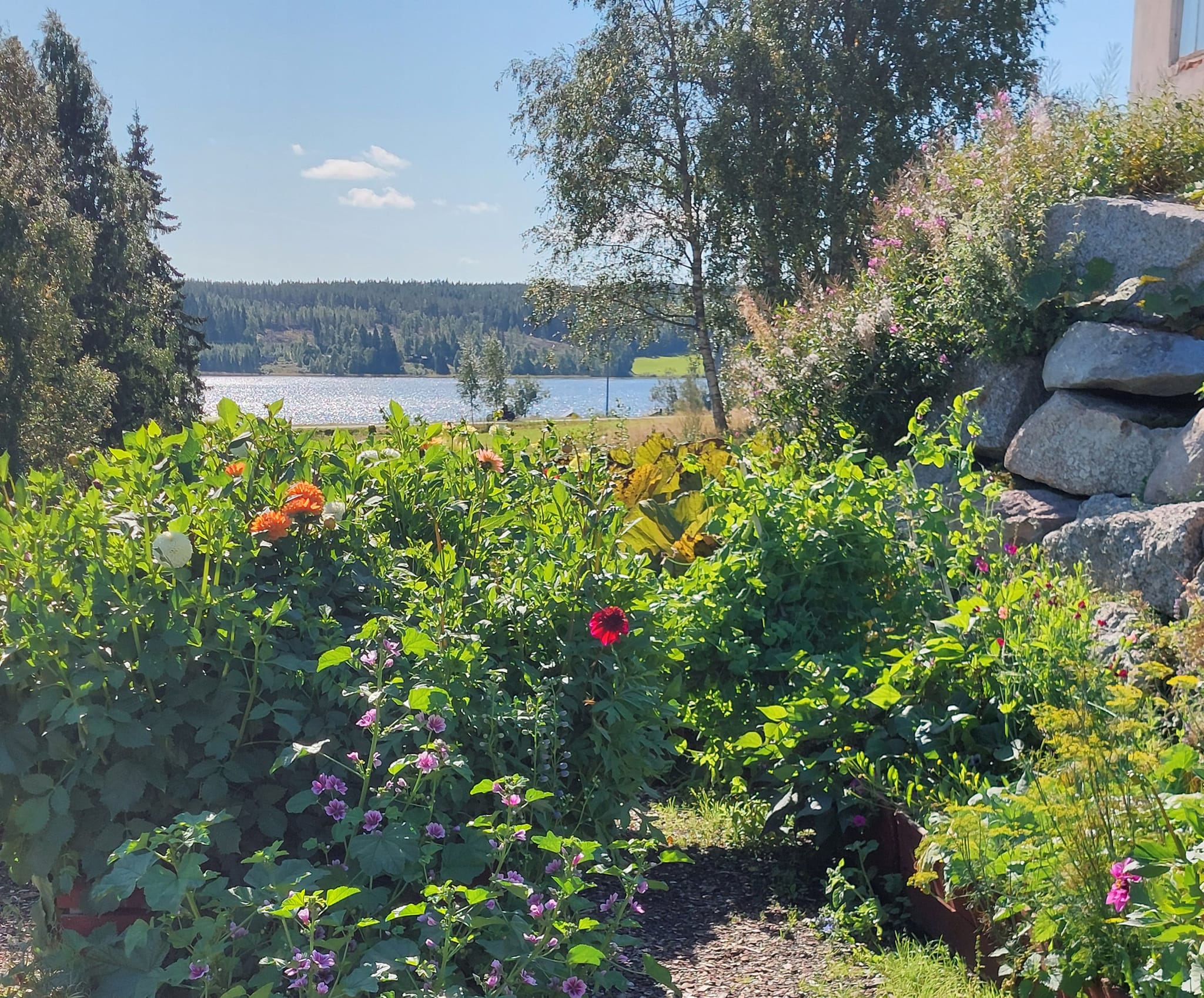 Dahliaodlingar,våra egna - 2