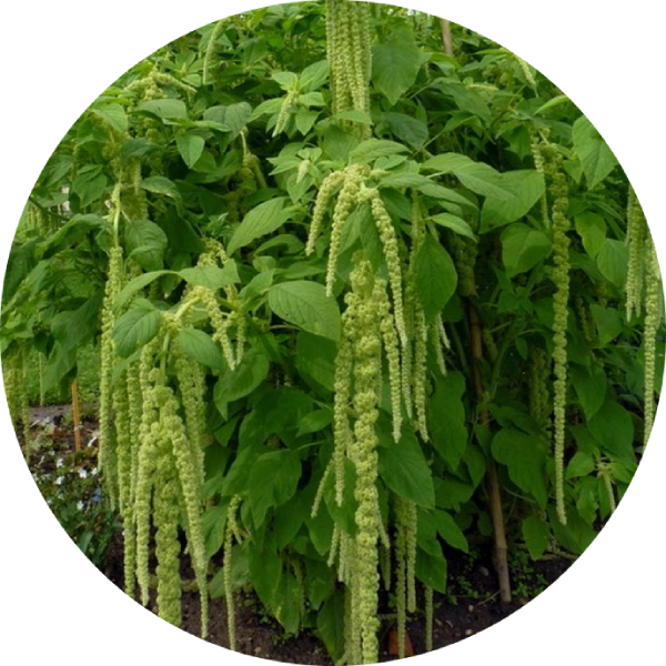 Grön Rävsvans - Viridis