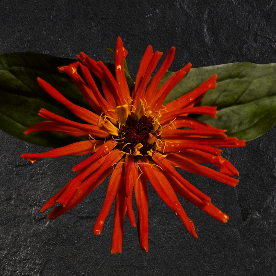 Zinnia - Super Cactus Aztek Orange