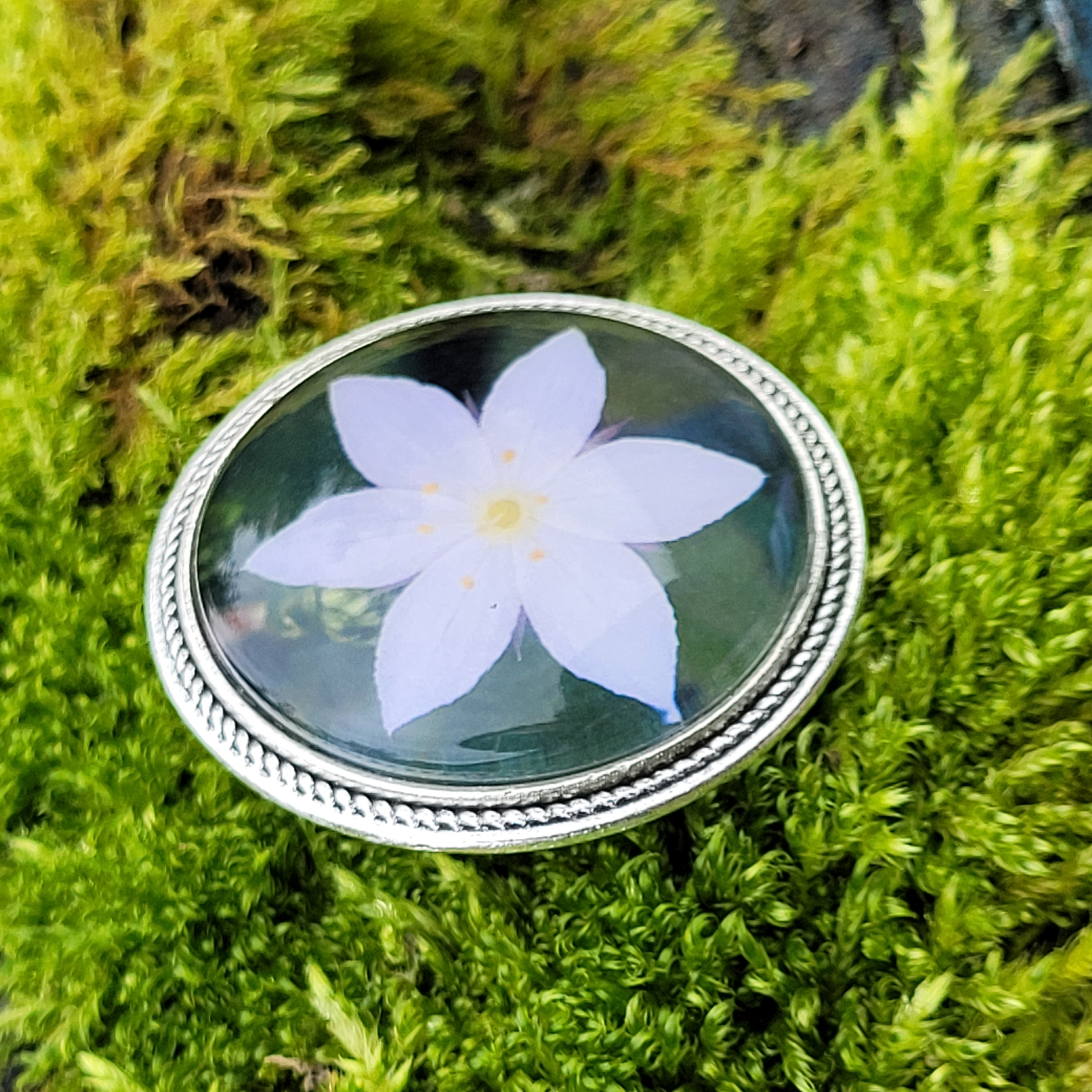 Skogstjerne
