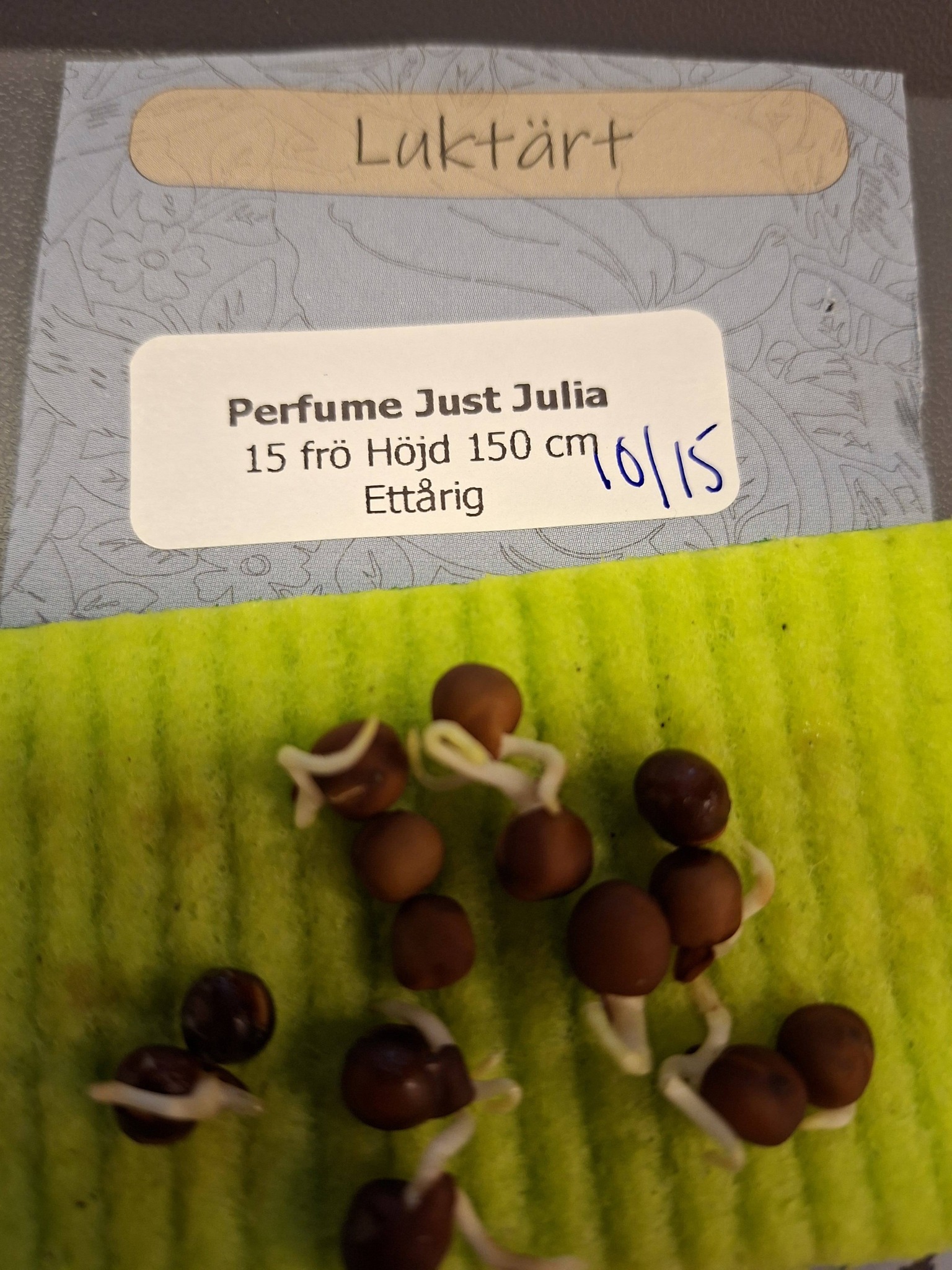 Luktärt Perfume Promise Just Julia  15  frö  - 2