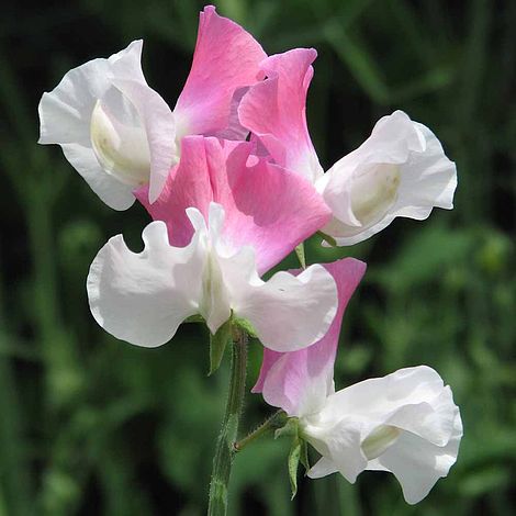 Luktärt Perfume Promise Pink White Bicolor  15  frö 