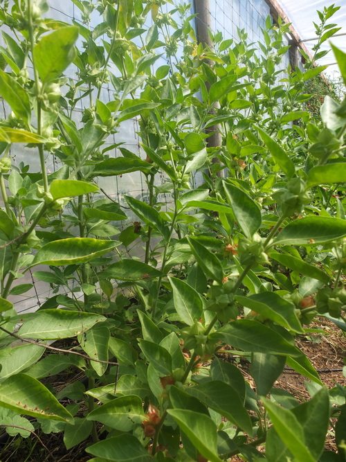 ASHWAGANDHA, INDISK GINSENG - 3