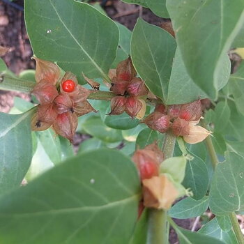ASHWAGANDHA, INDISK GINSENG