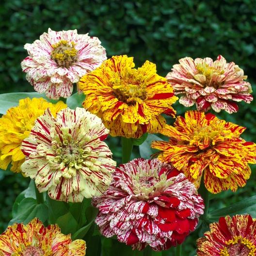 Zinnia  Elegans Candy Stripe Mix  200 frön 