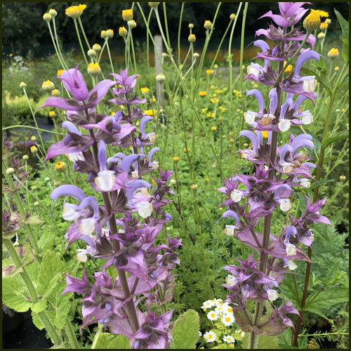 Muskatellsalvia Bluish white 50 frö  