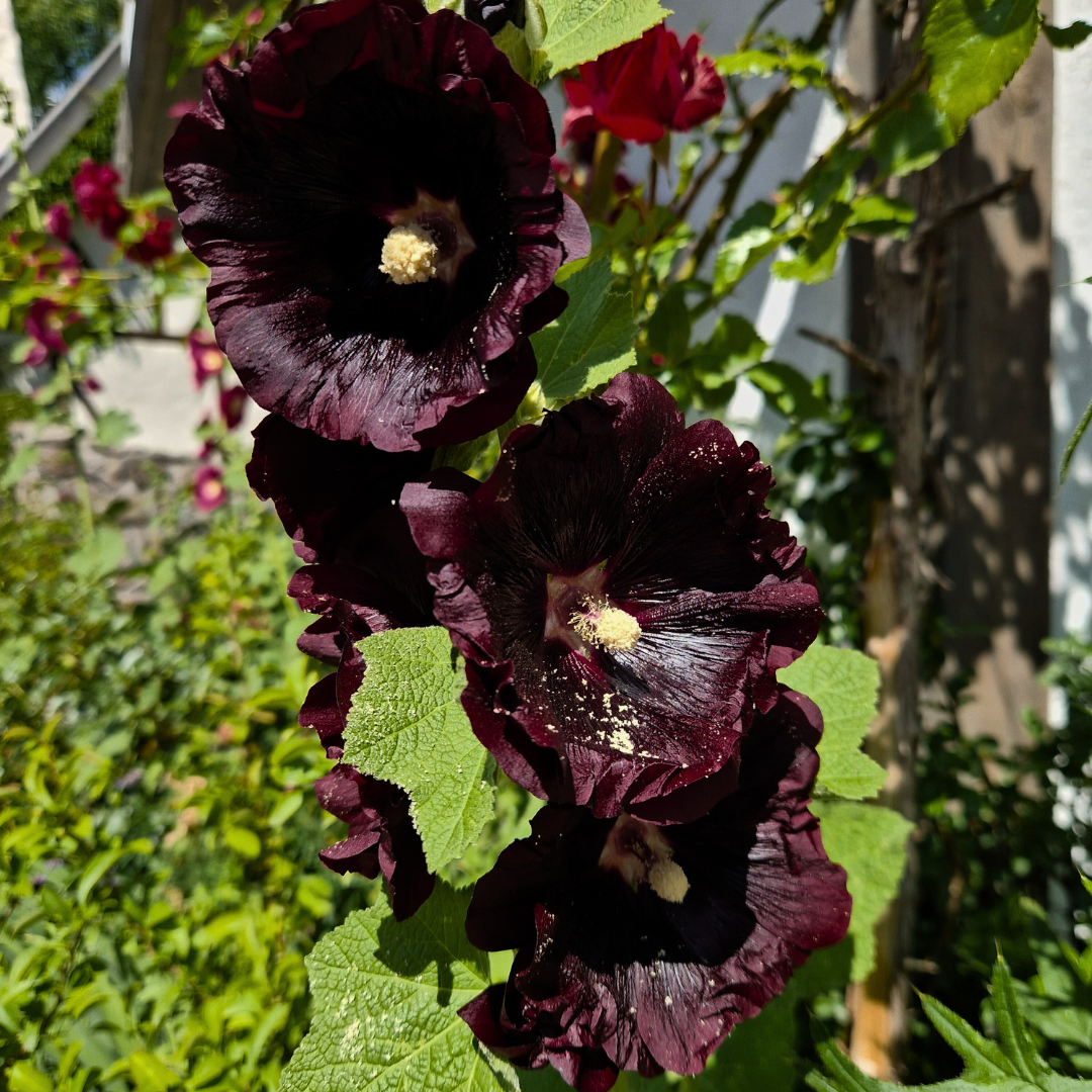 Stockros - Nigra
