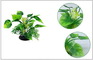 AK - Anubias 13cm