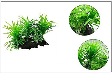 AK - Sagittaria på rot 13cm