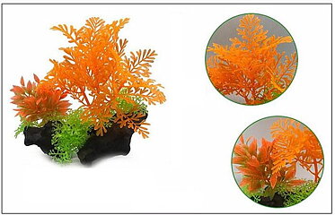 AK - Difformis Orange på rot 16cm