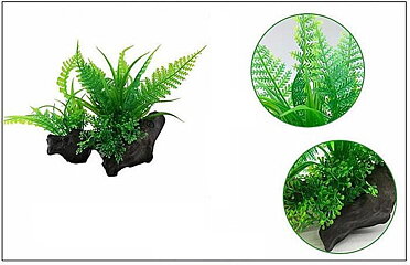 AK - Fern på rot 15cm